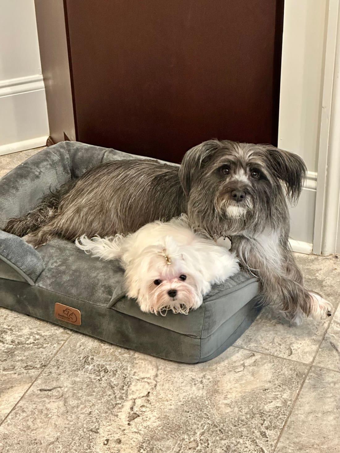 Best Dog Bed with Removable Washable Cover