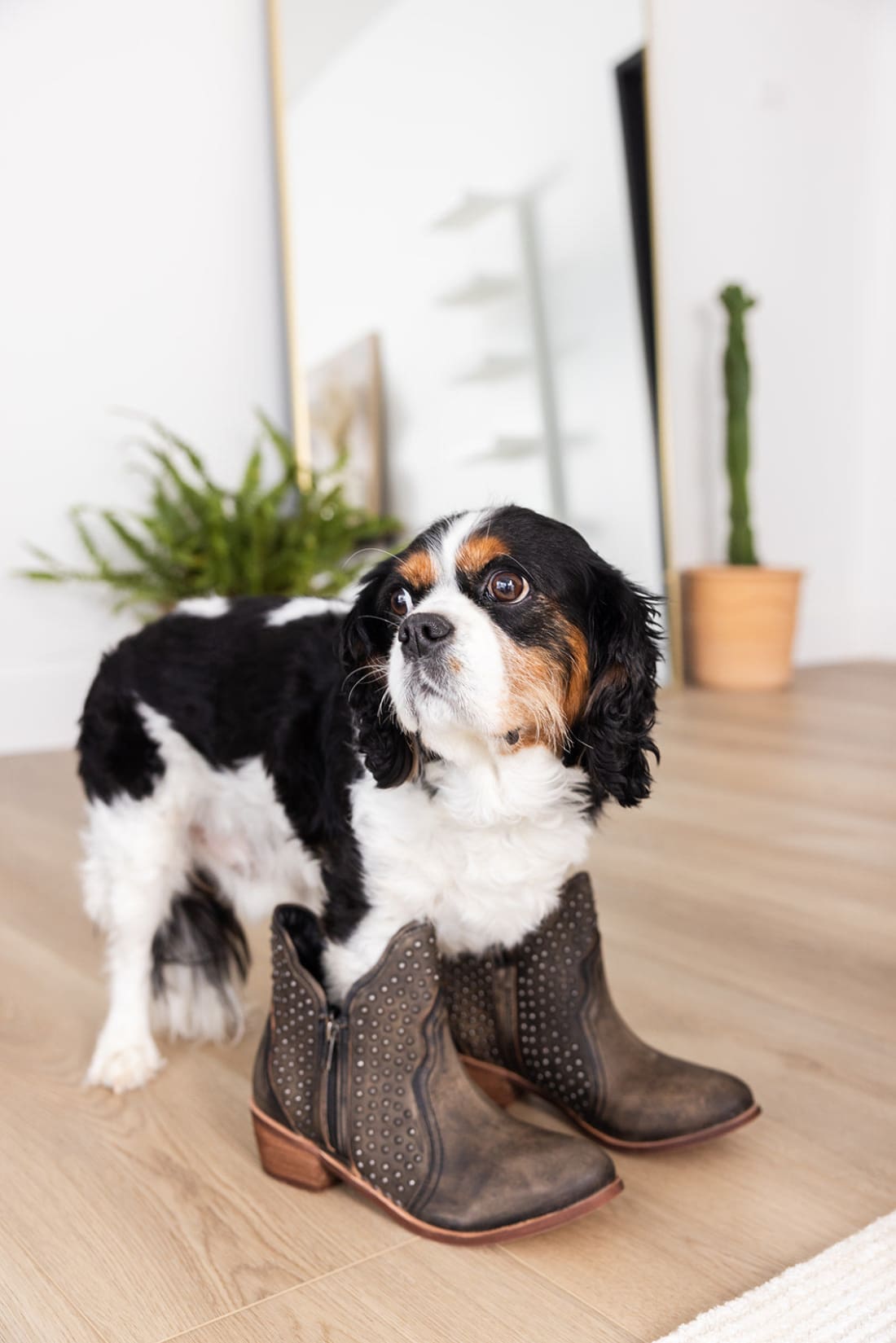 Nailed It Ankle Boot in Black | boots